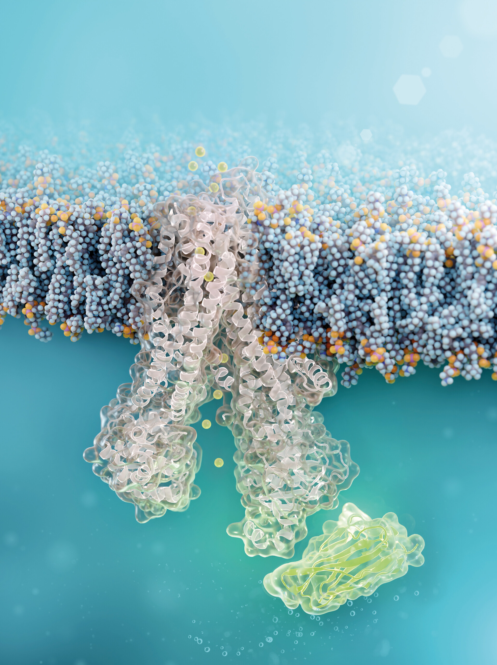 Nanobody. Credit: FMP/Barth van Rossum