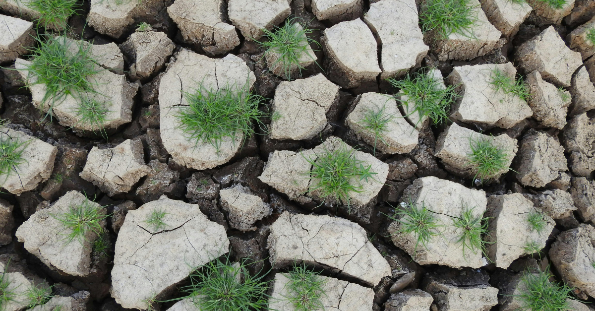 ausgetrockneter Boden, Rissen in der Erde, dazwischen wenig Gras