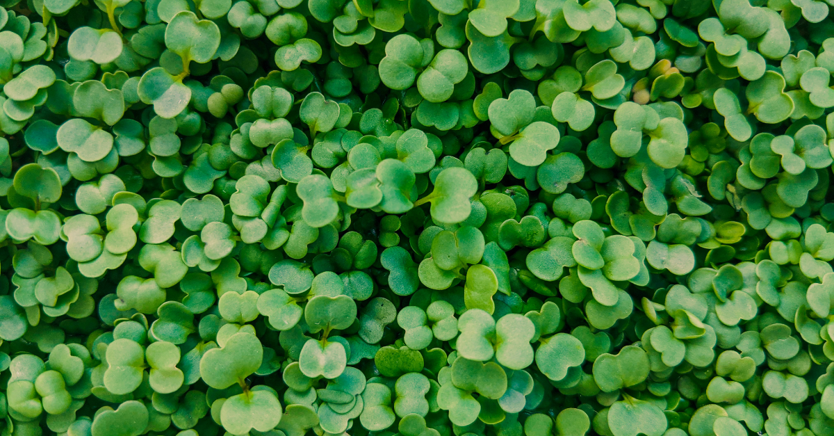 Microgreens